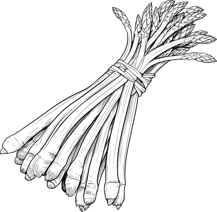 Botanical engraving of asparagus