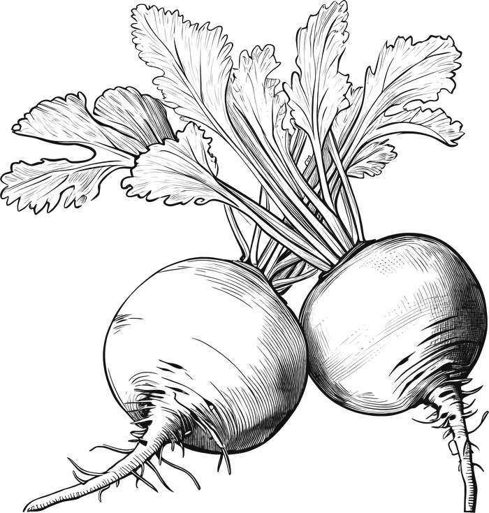 Botanical engraving of beets