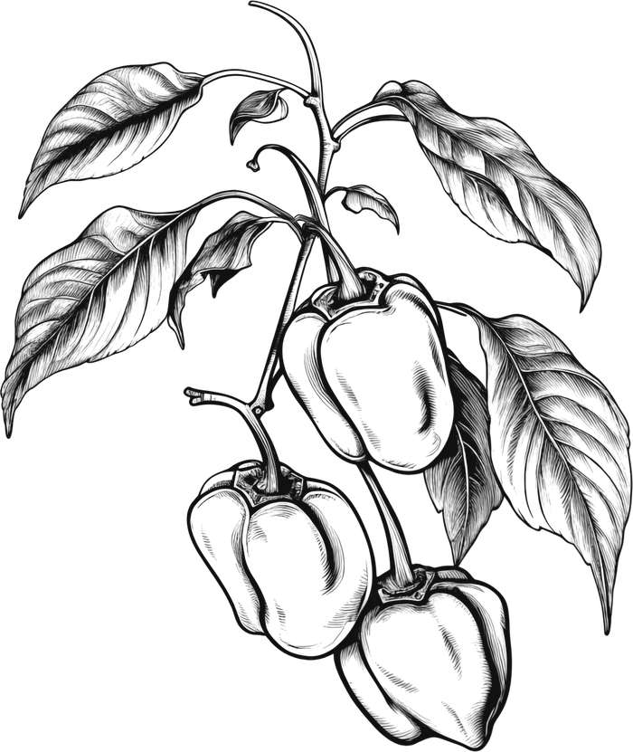 Botanical engraving of bell pepper