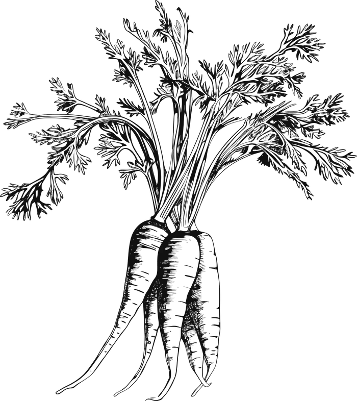 Botanical engraving of a bunch of carrots
