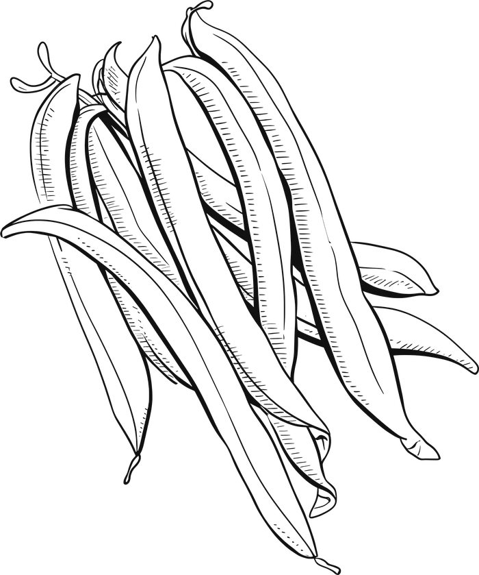 Botanical engraving of green beans