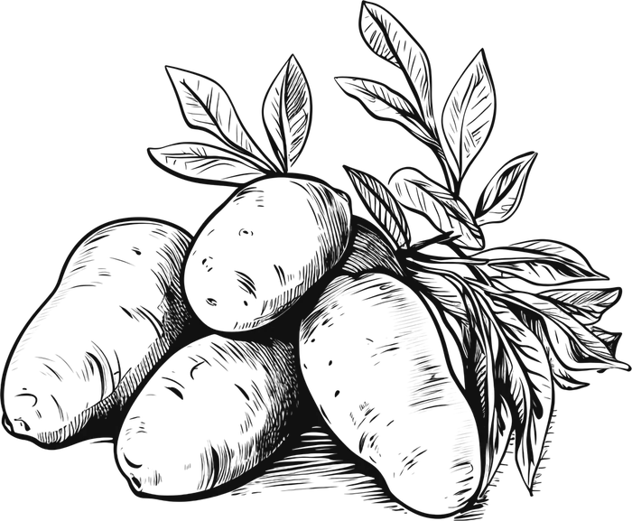 Botanical engraving of a potato plant
