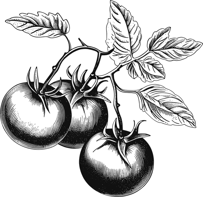 Botanical engraving of a tomato plant