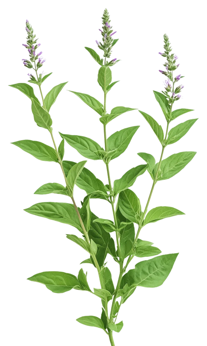 Watercolor botanical illustration of lemon verbena