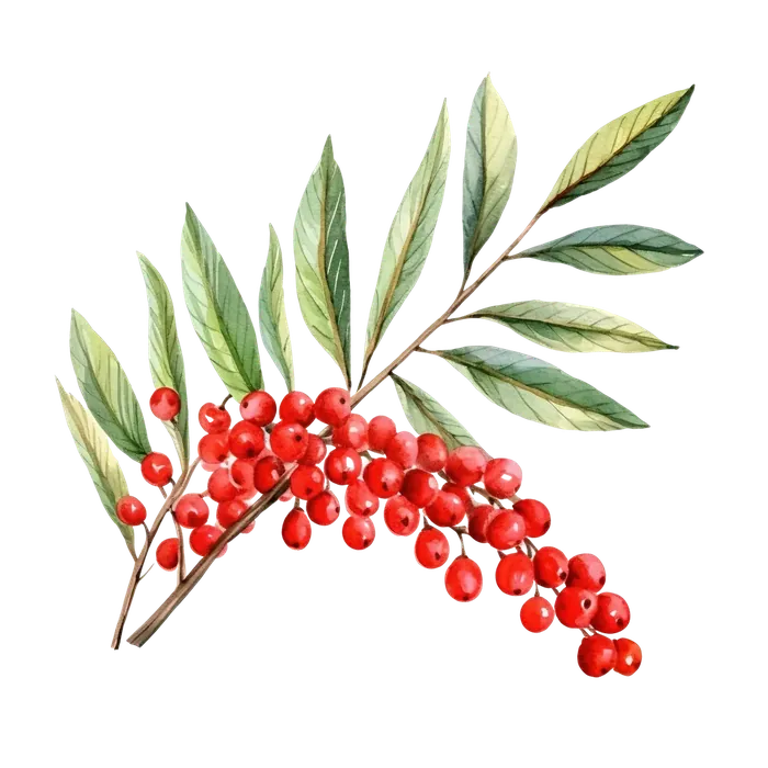 Watercolor illustration of rowan leaves and berries